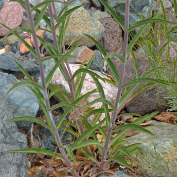 Firecracker Penstemon with attractive herbage with paired narrow green leaves against a reddish stem. Penstemon eatonii